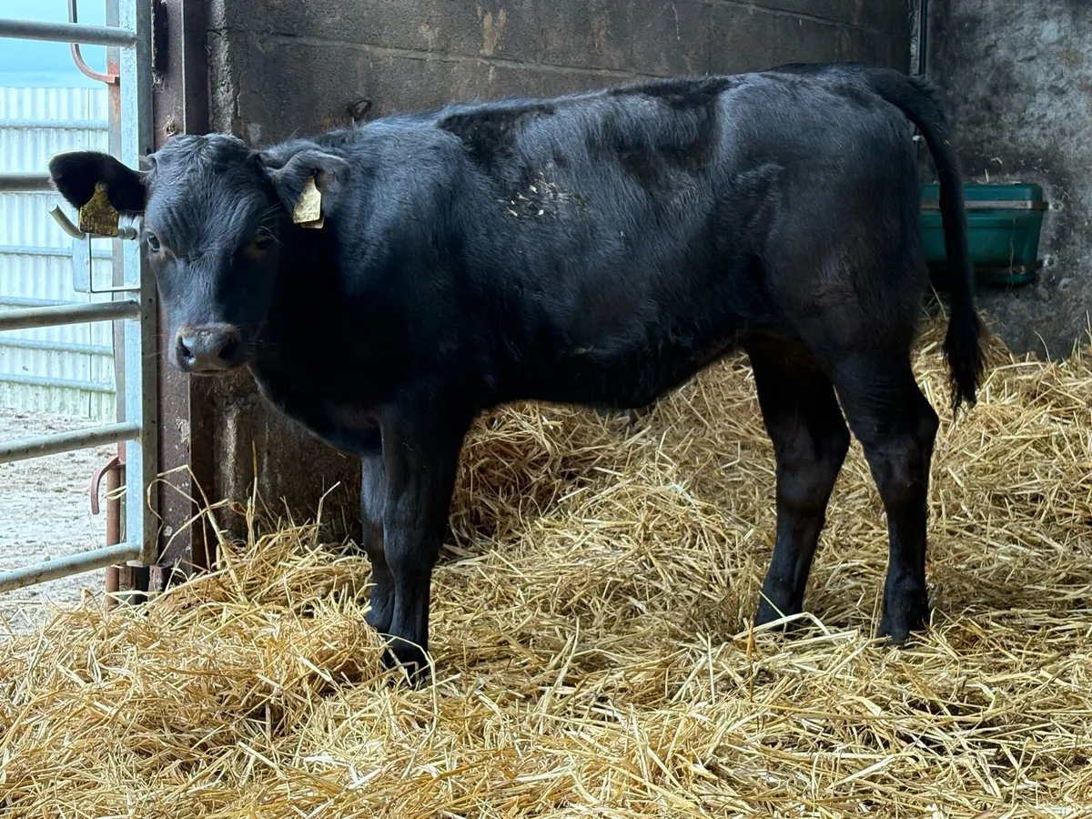 5 suckler breed heifer weanlings - Image 4