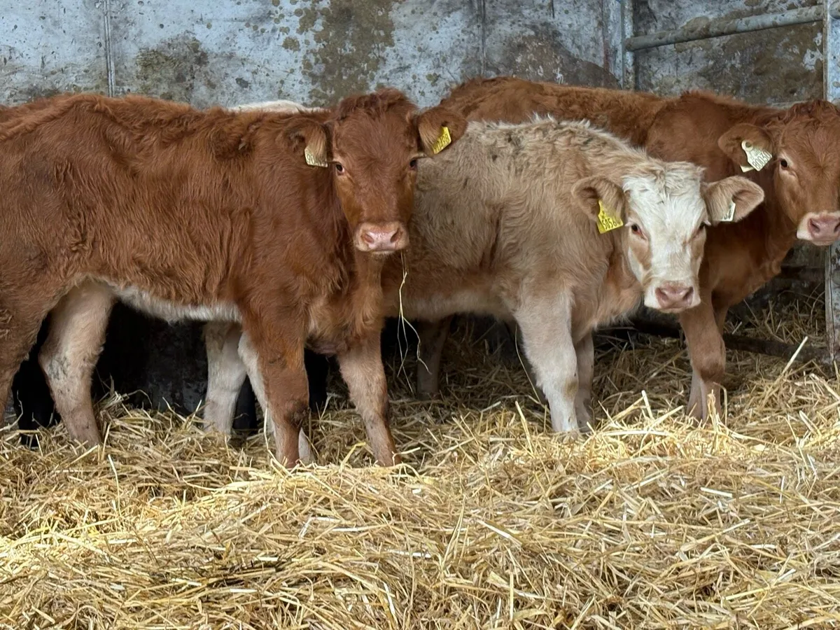 5 suckler breed heifer weanlings - Image 1