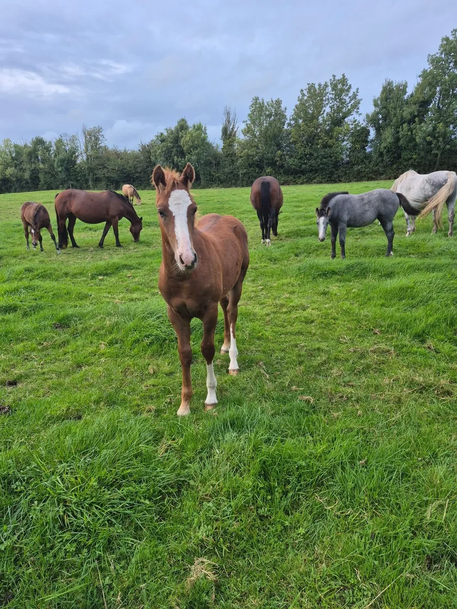 Flashy pony foals - Image 3