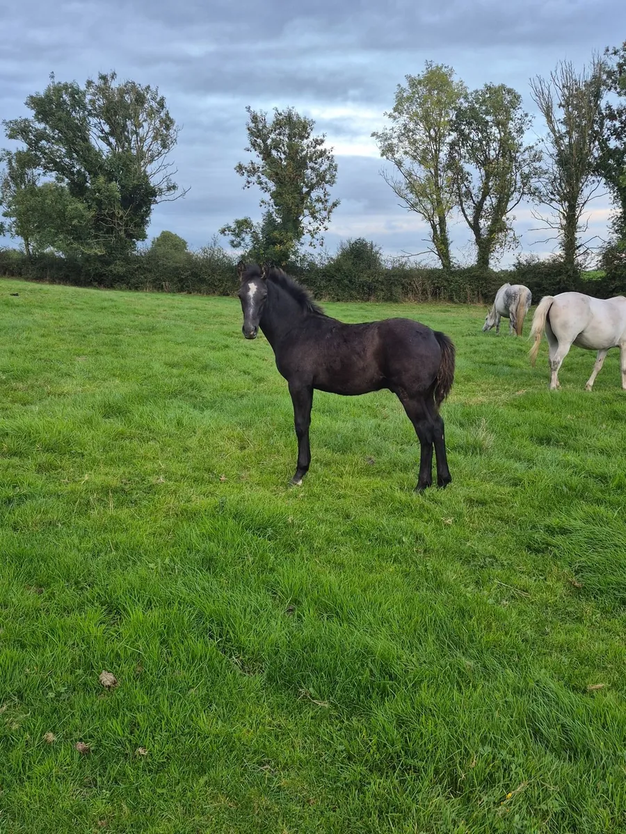 Flashy pony foals - Image 4