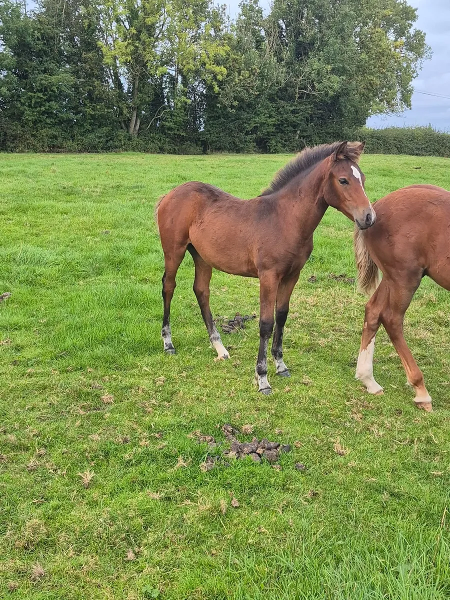 Flashy pony foals - Image 1