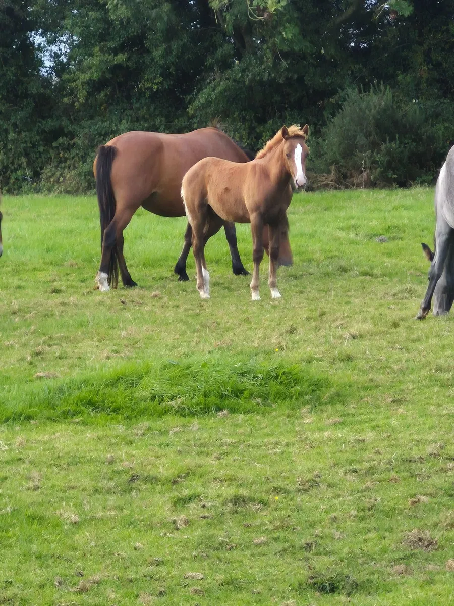 Flashy pony foals - Image 2