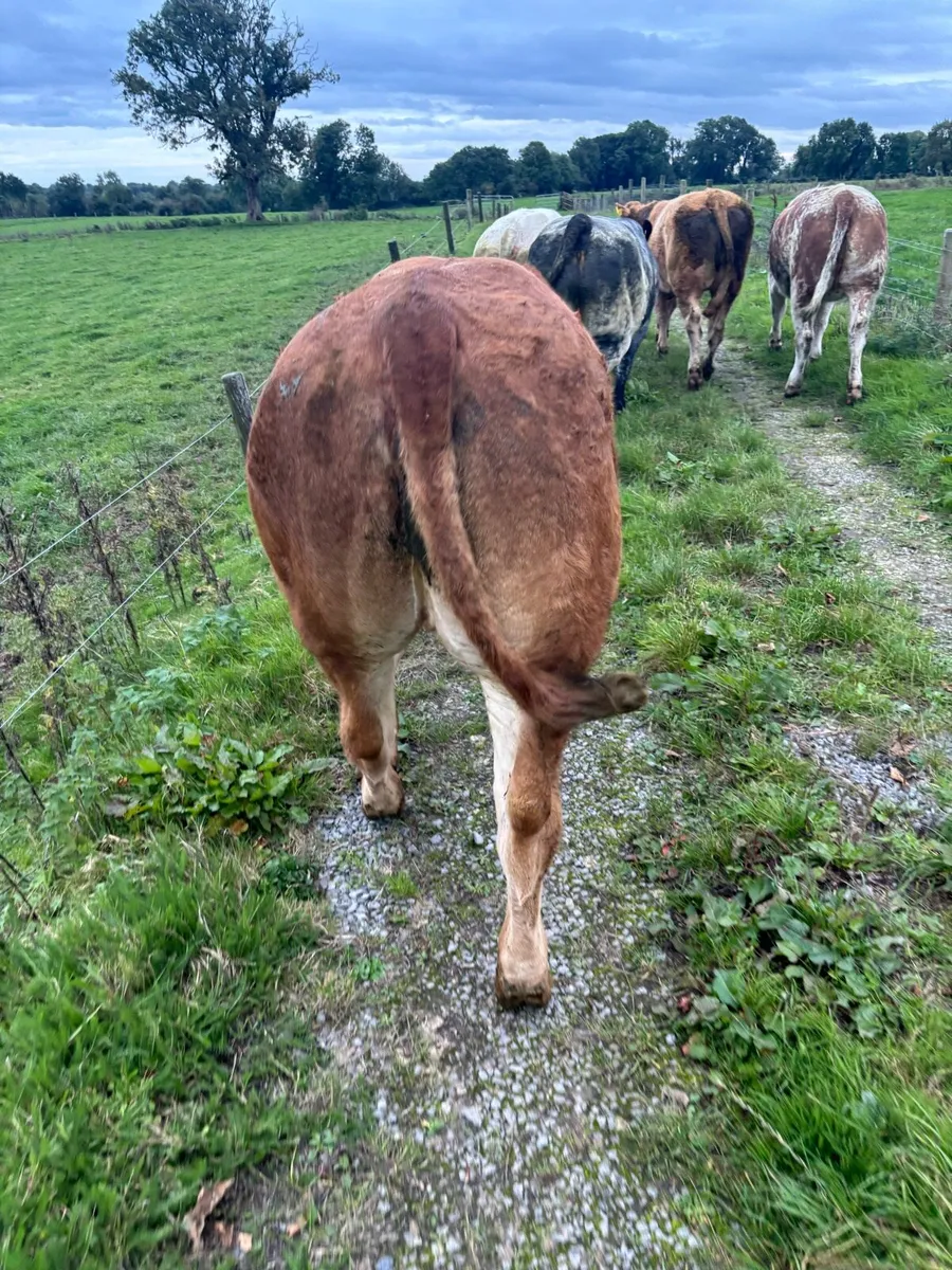 5 maiden heifers for Roscommon Fri 25th - Image 4
