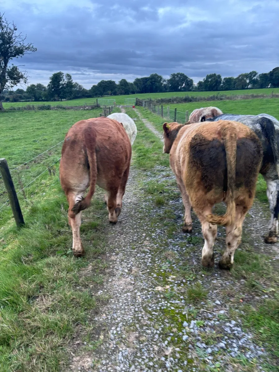 5 maiden heifers for Roscommon Fri 25th - Image 1