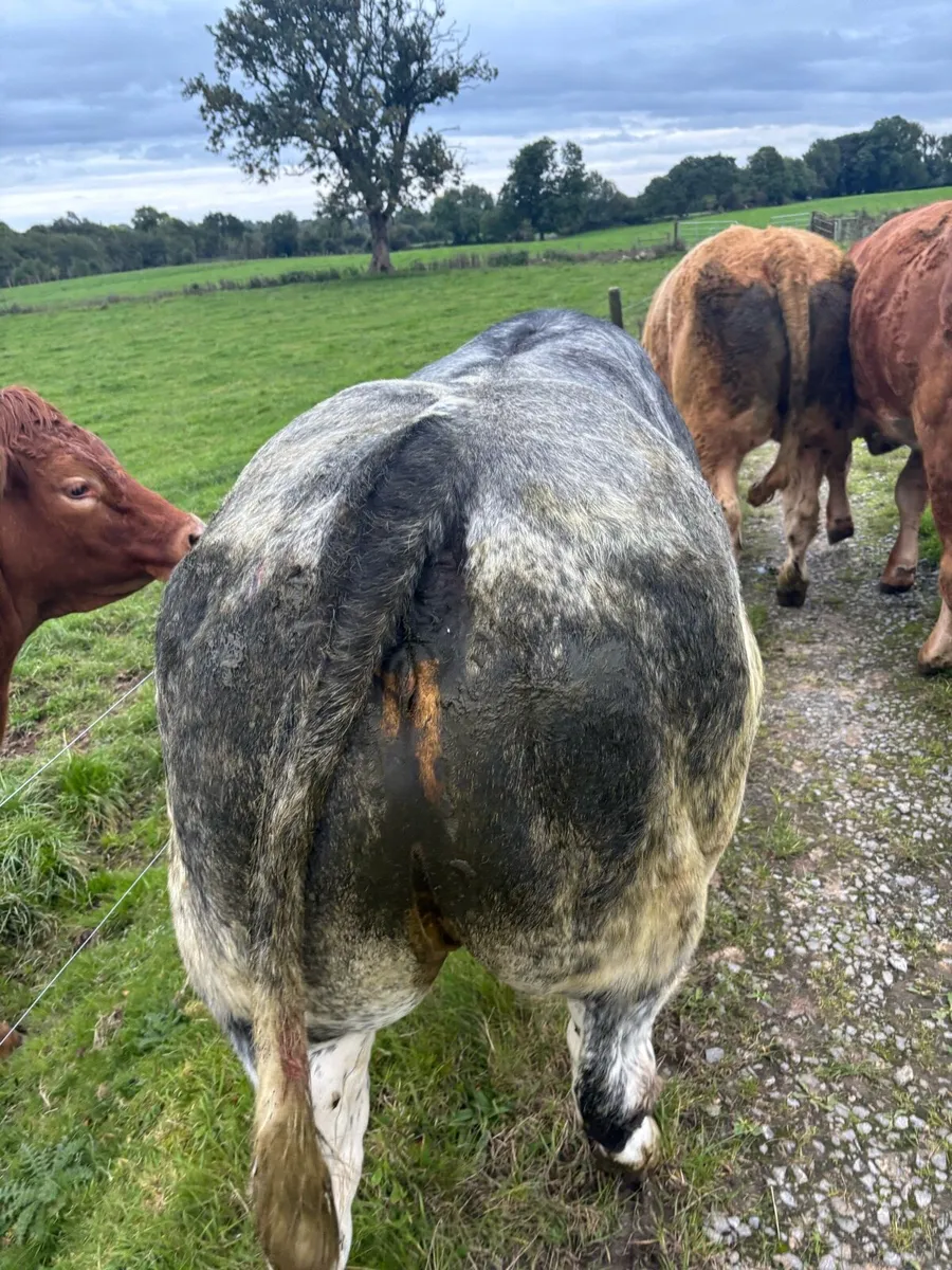 5 maiden heifers for Roscommon Fri 25th - Image 2