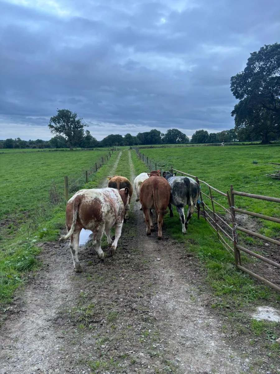 5 maiden heifers for Roscommon Fri 25th - Image 3