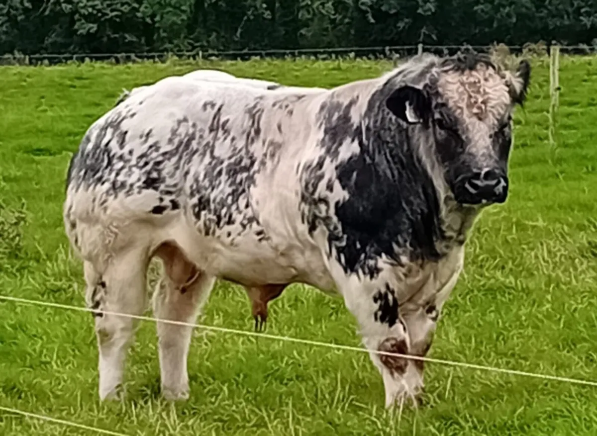 PB Belgian blue bull - Image 2
