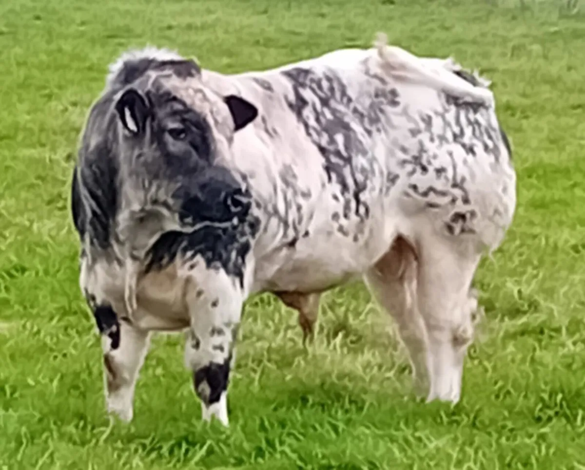 PB Belgian blue bull - Image 3