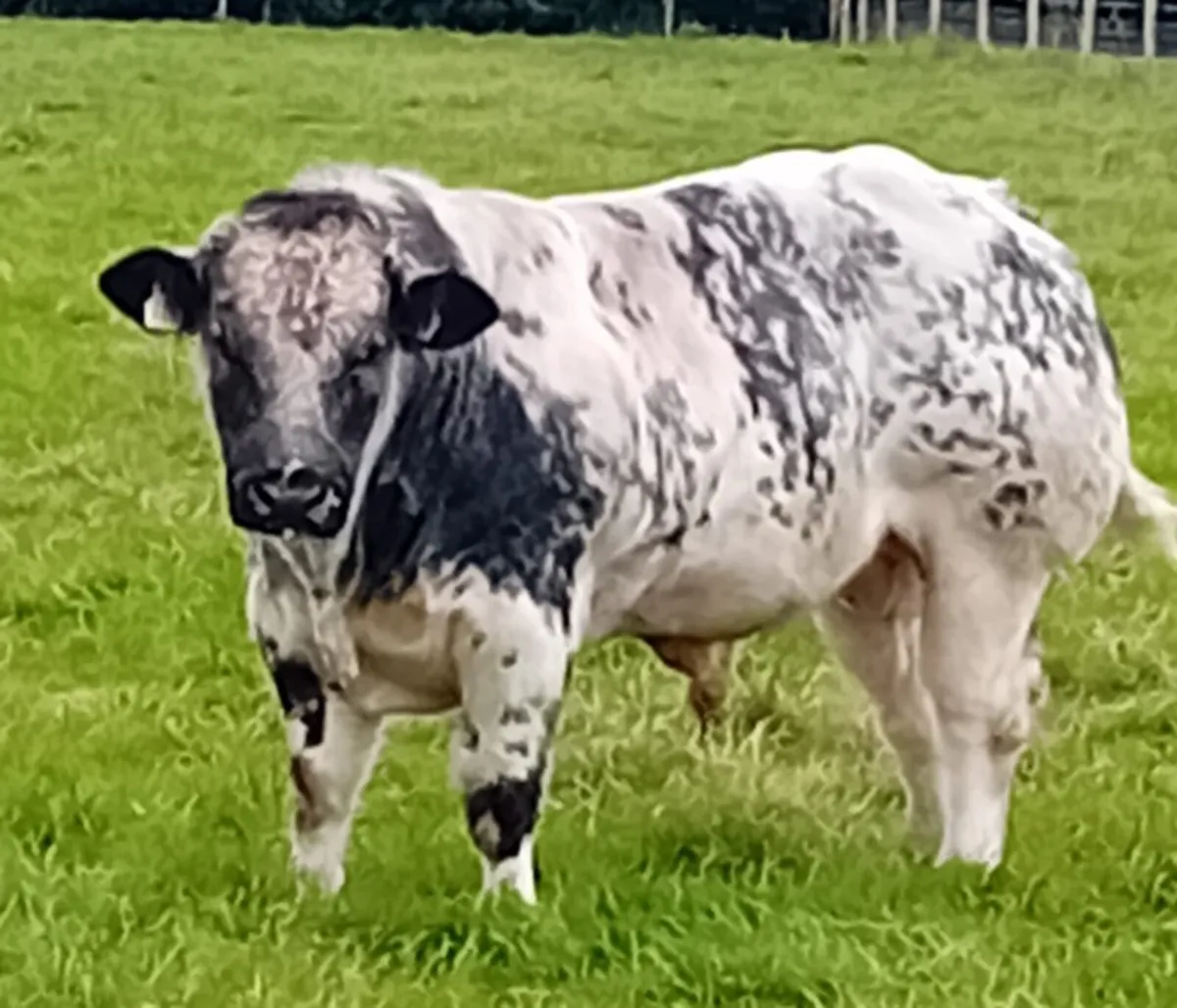 PB Belgian blue bull - Image 1