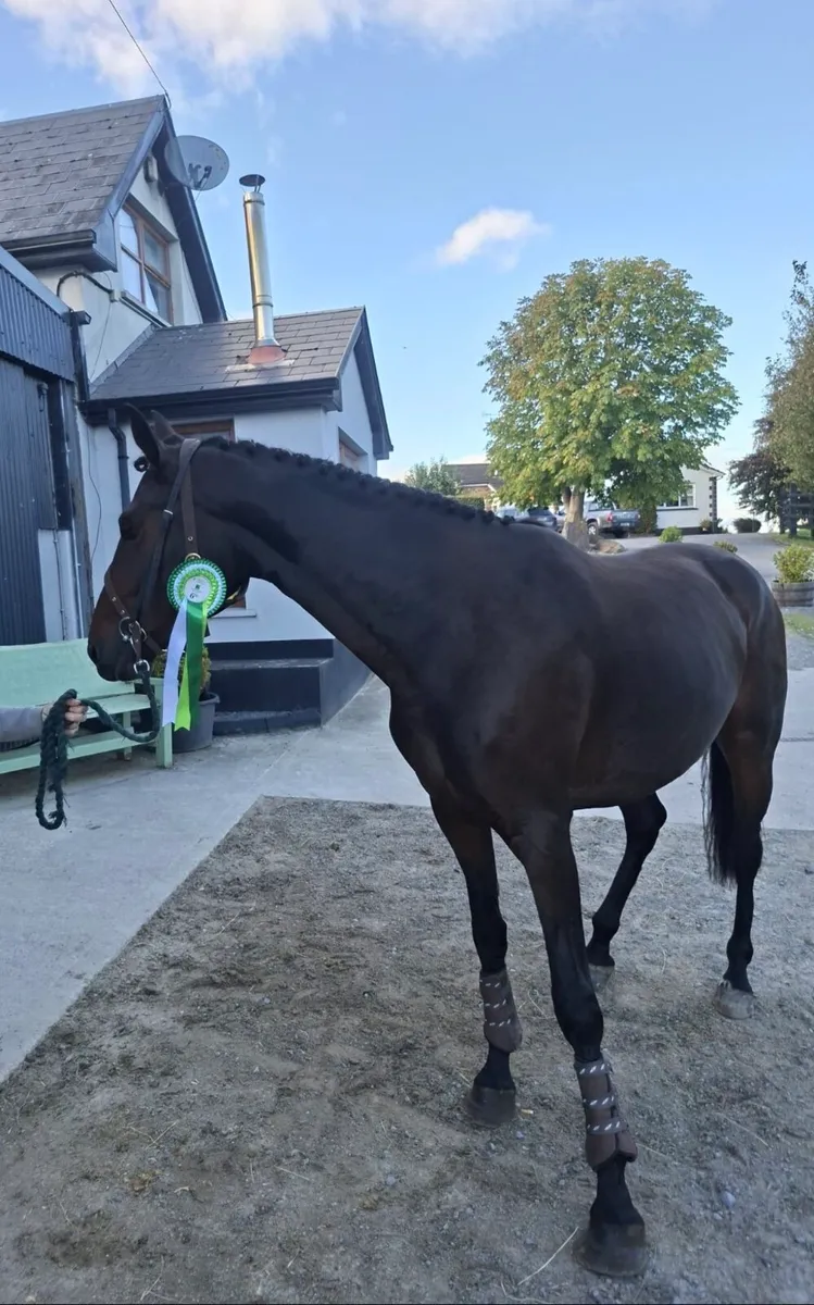 Horse - Image 2
