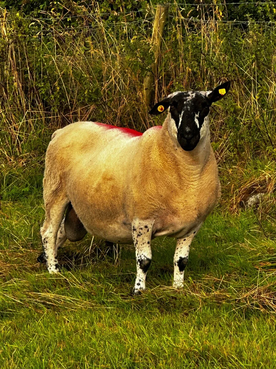 Milford Ram - Image 1