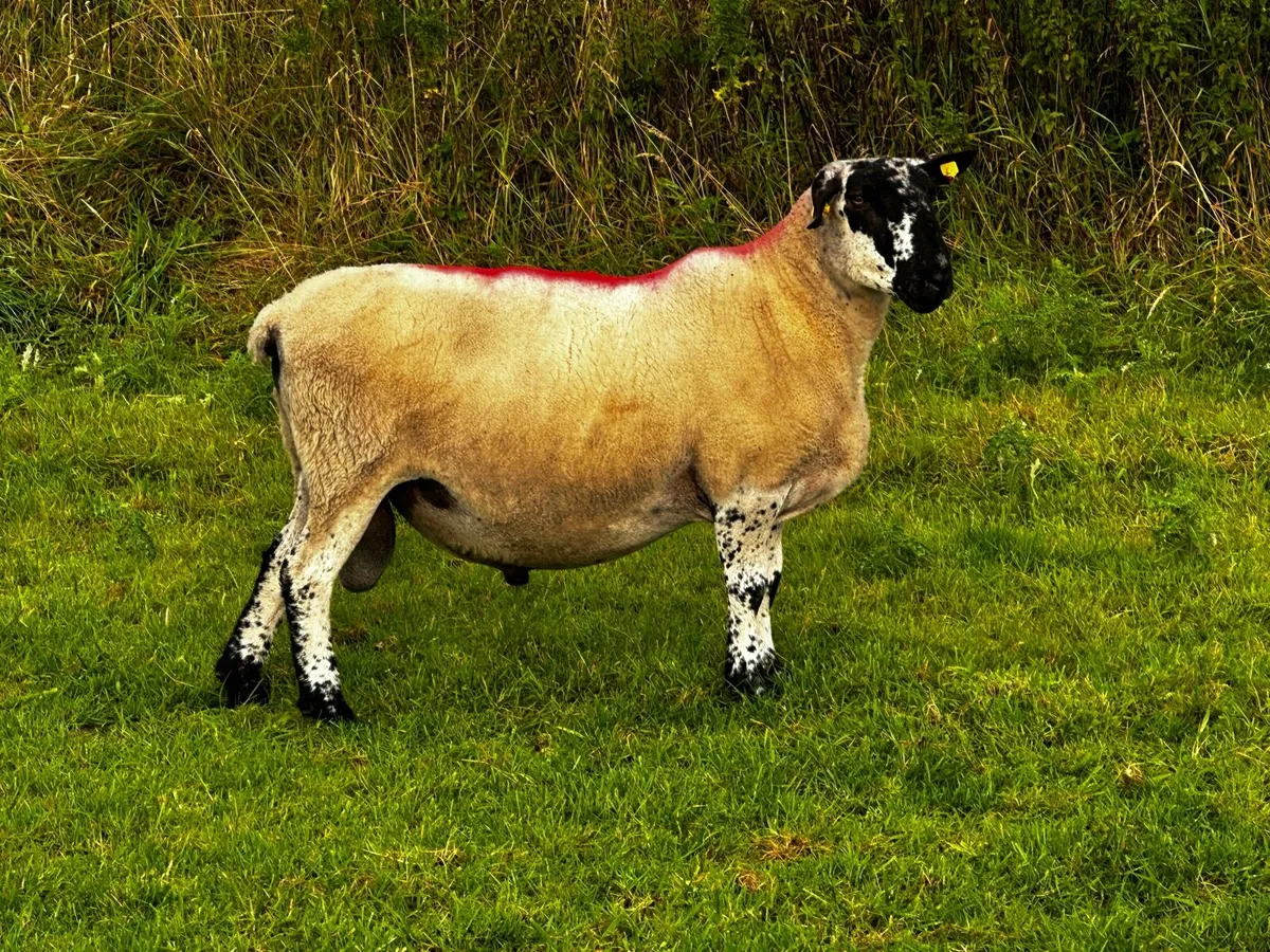 Milford Ram - Image 2