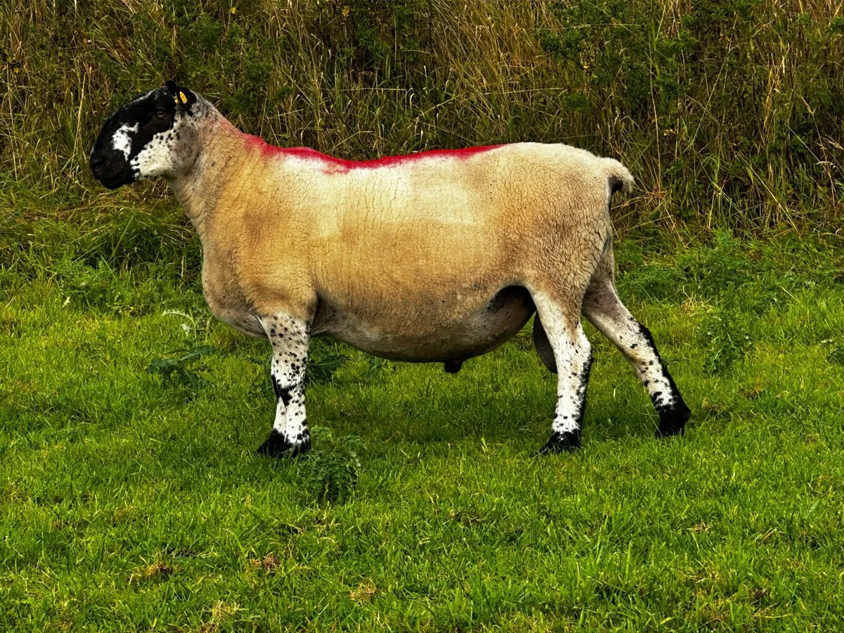 Milford Ram - Image 3