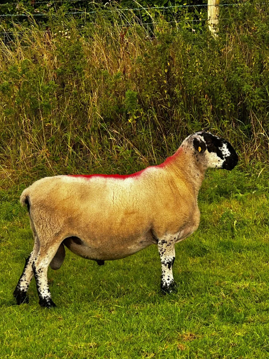 Milford Ram - Image 4
