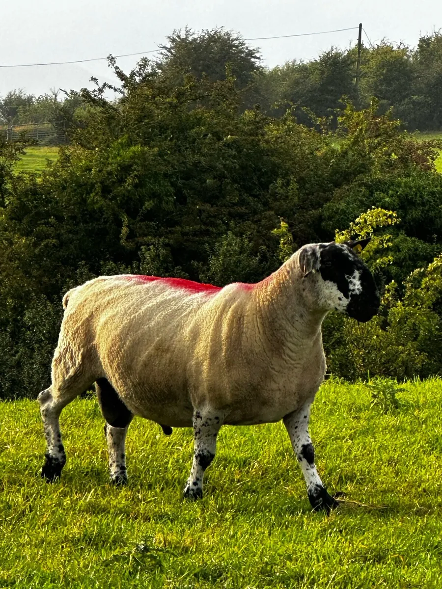 Milford Ram - Image 1