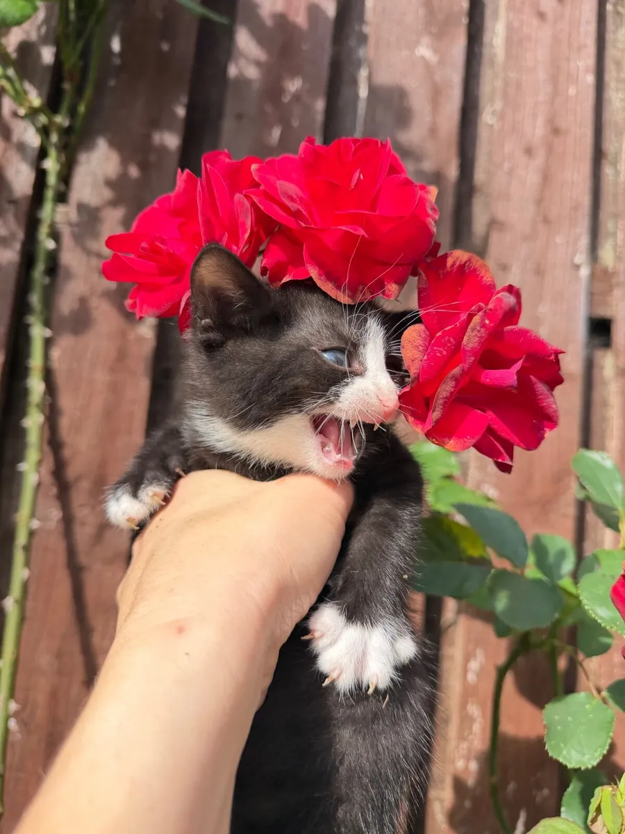 Kittens - Image 2