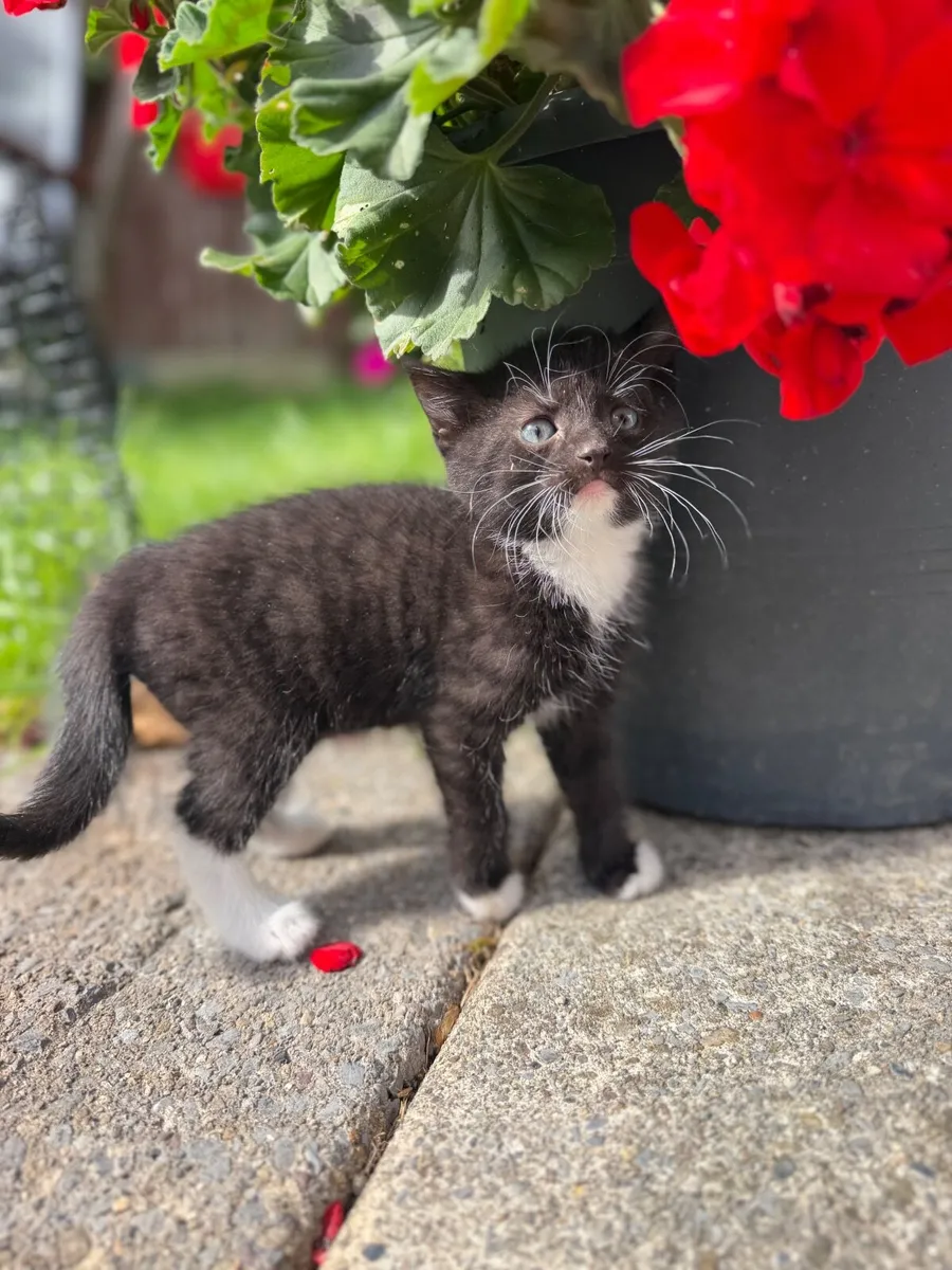 Kittens - Image 1