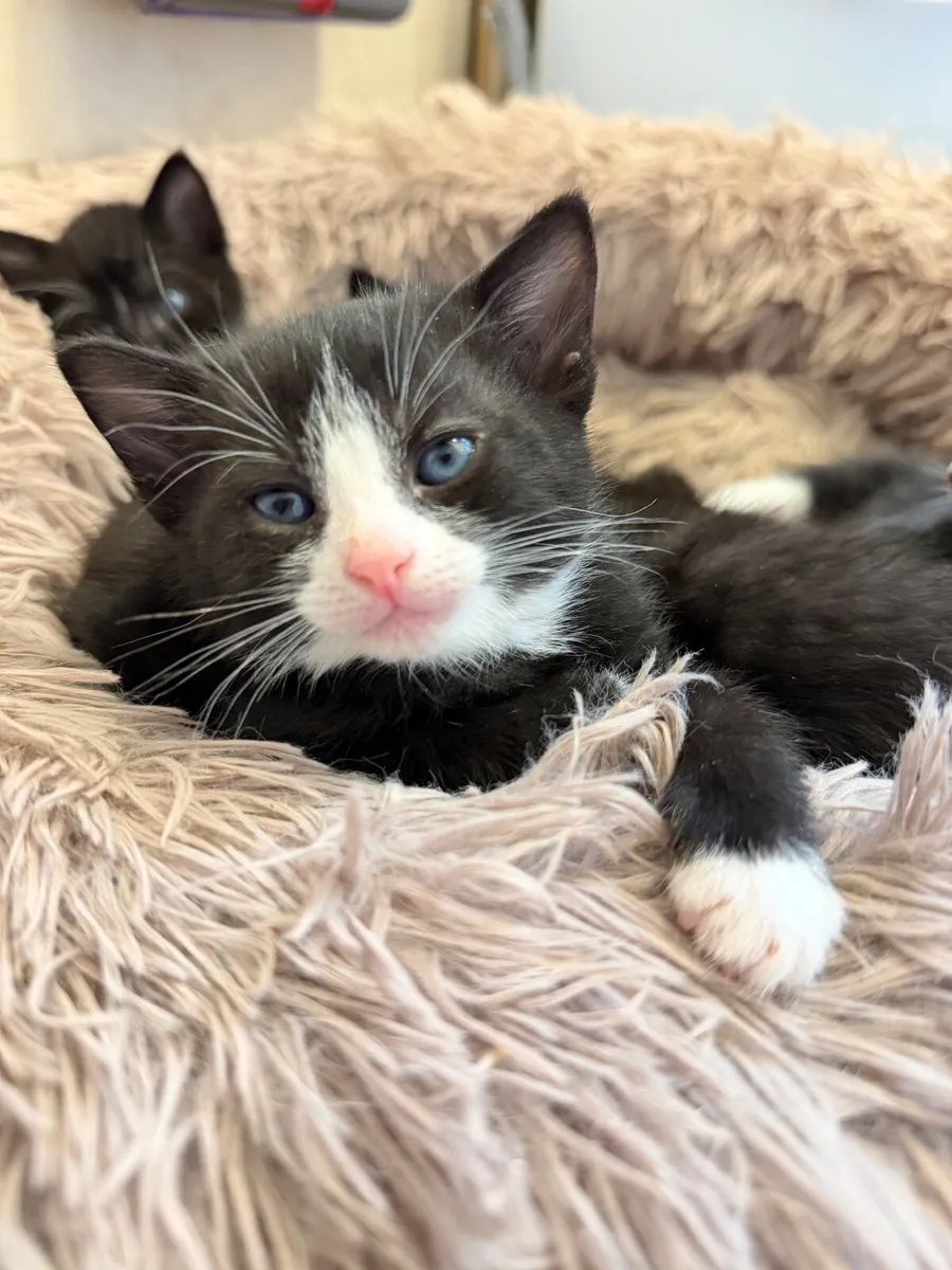 Kittens - Image 4
