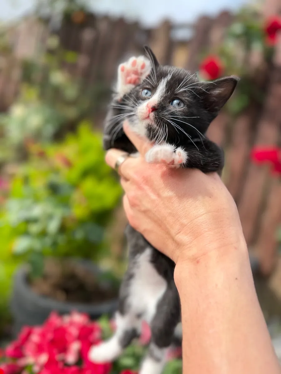 Kittens - Image 3