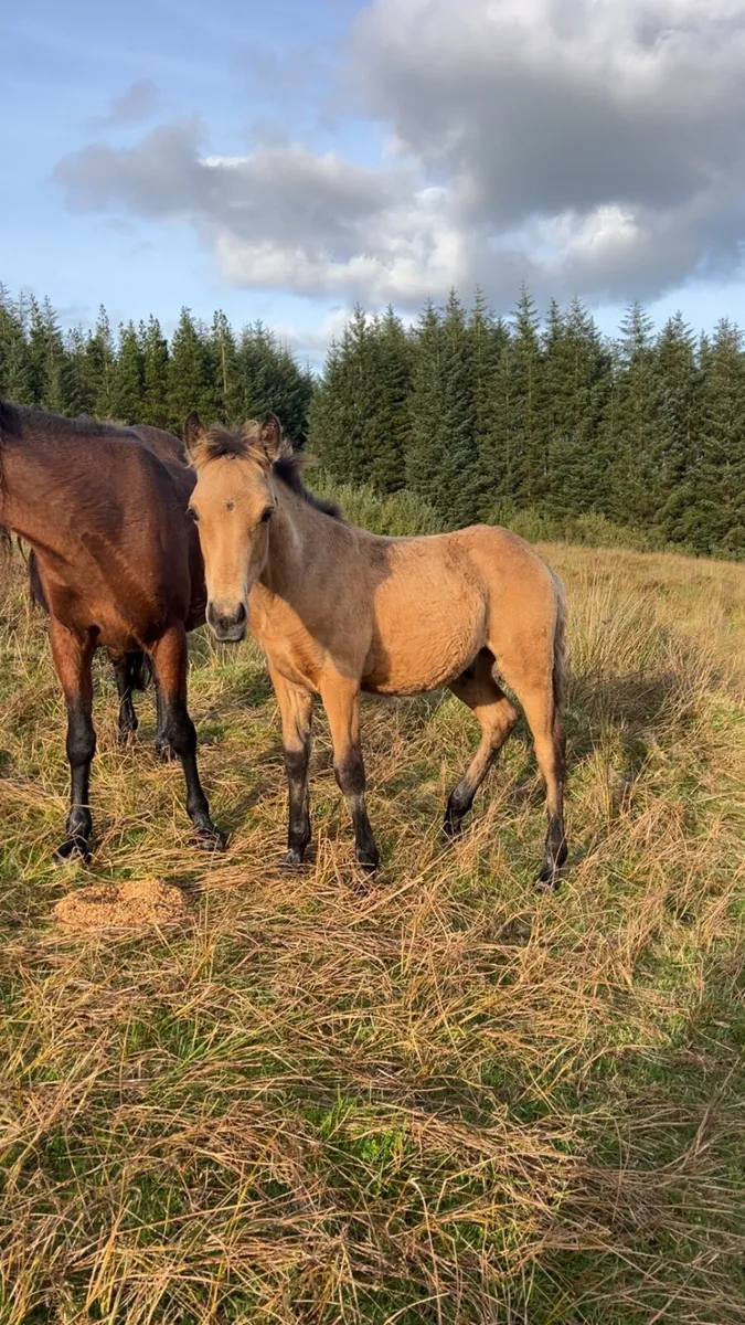 5 month dun foal - Image 3
