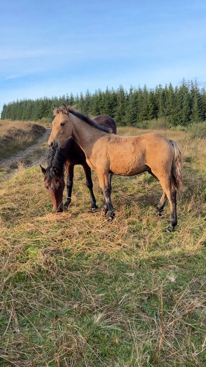 5 month dun foal - Image 1