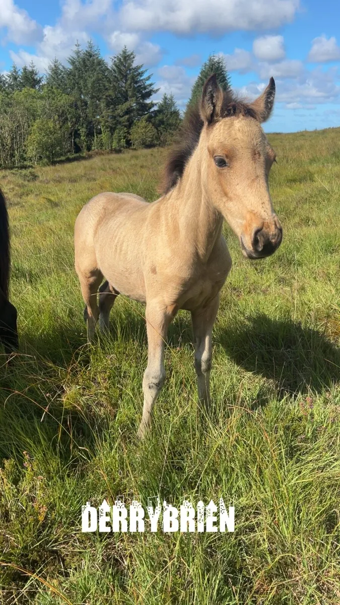 5 month dun foal - Image 2