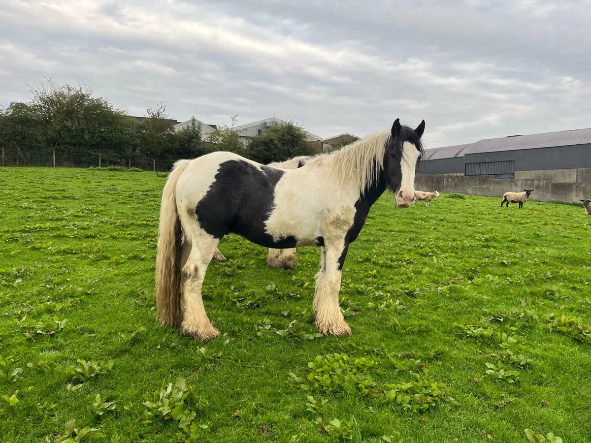 Geldings - Image 1