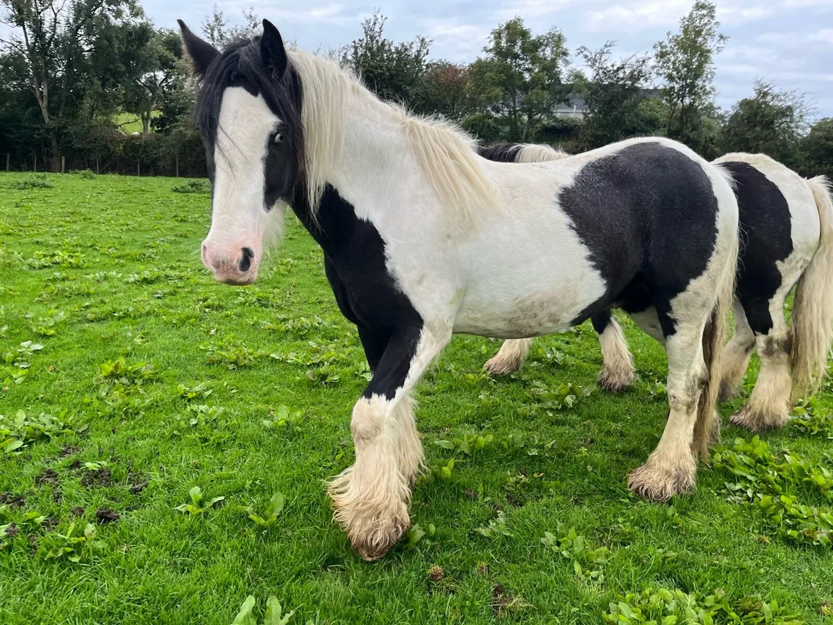 Geldings - Image 2