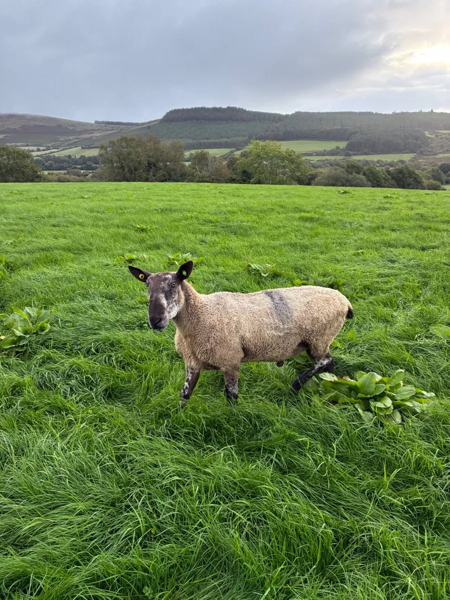 Sheep - Image 1