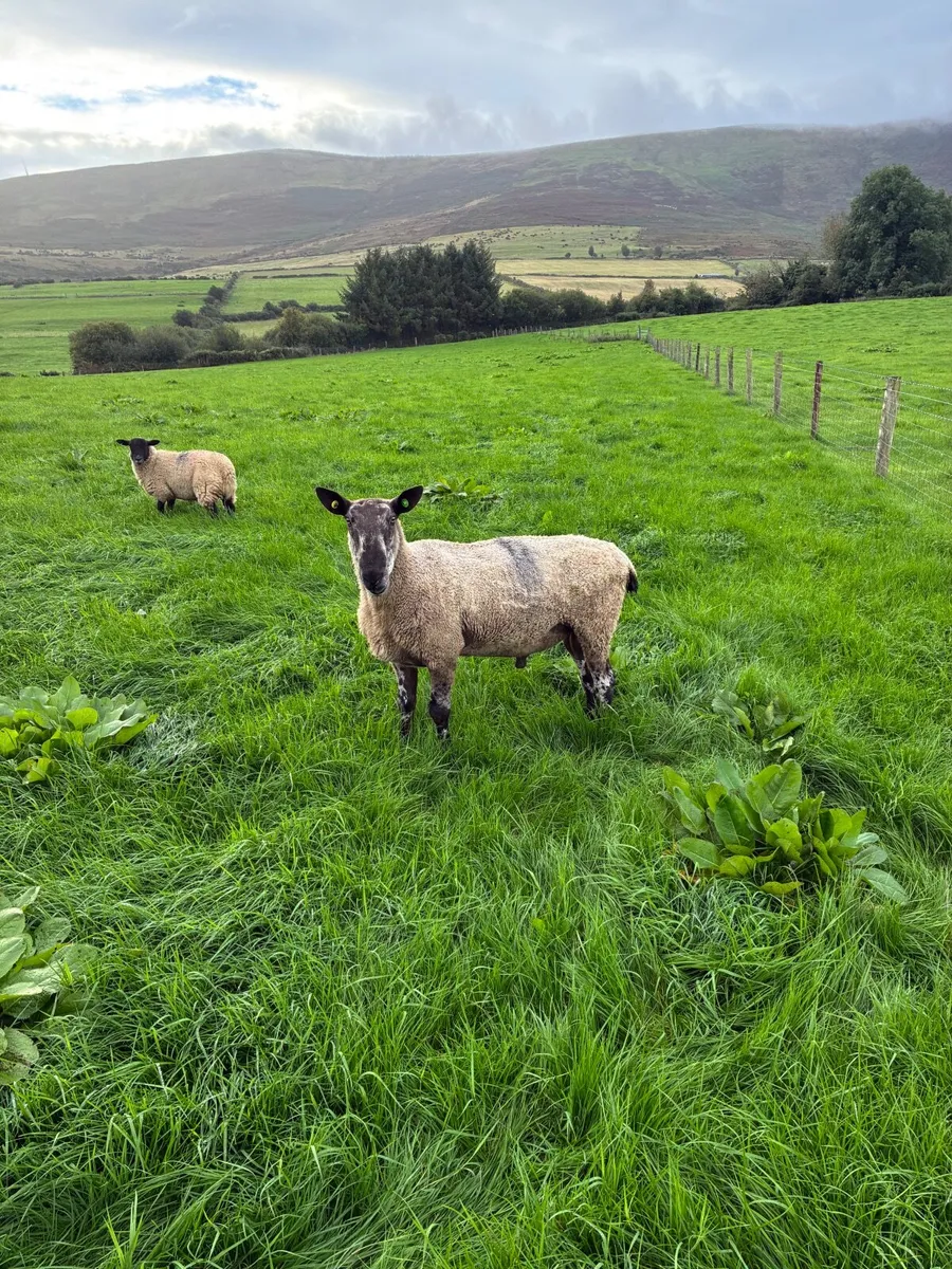 Sheep - Image 3