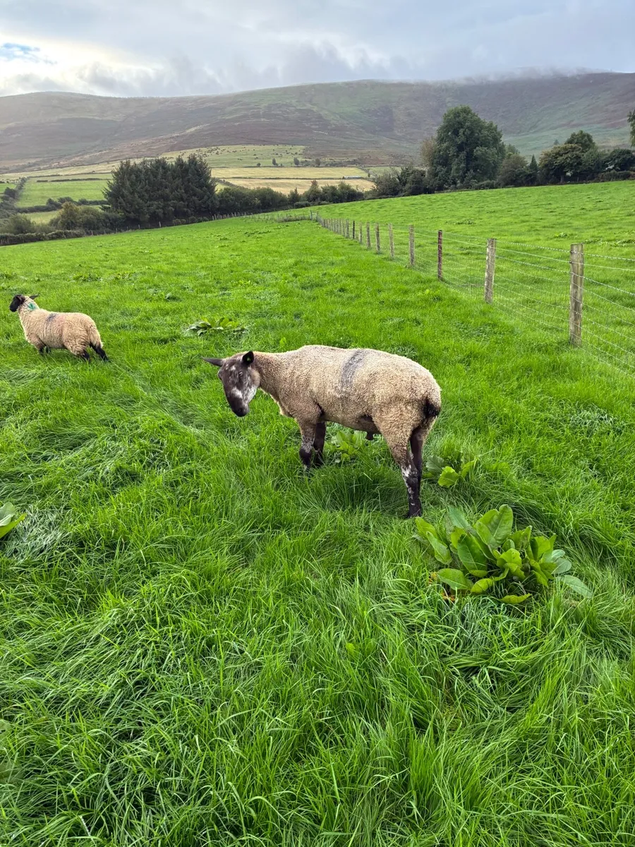 Sheep - Image 4
