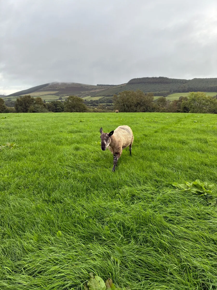 Sheep - Image 2