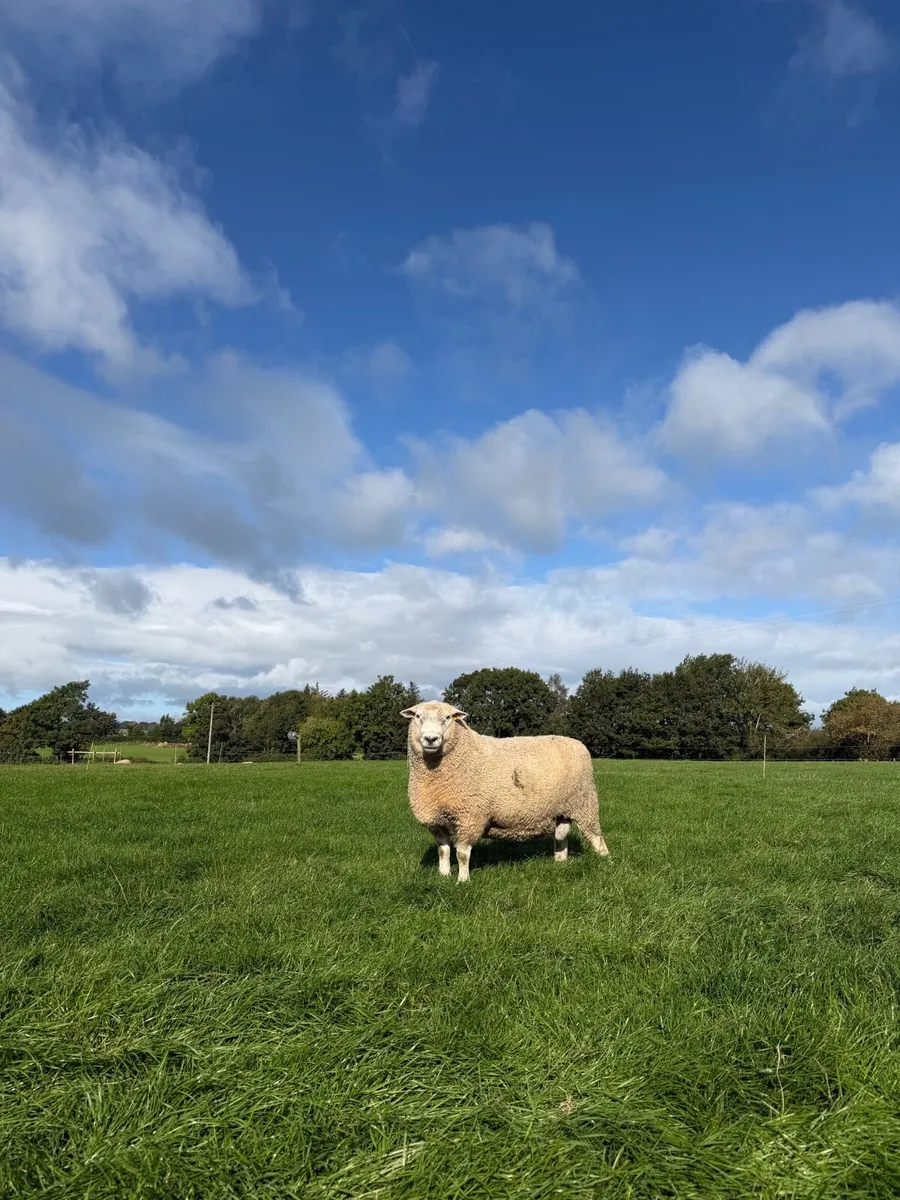 PBNR Romney Ram - Image 1