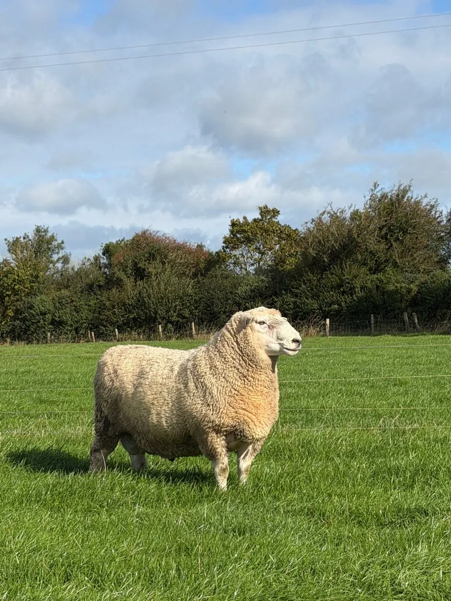 PBNR Romney Ram - Image 2