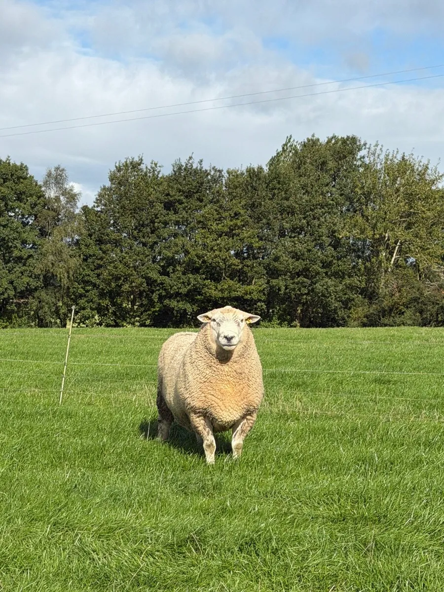 PBNR Romney Ram - Image 3