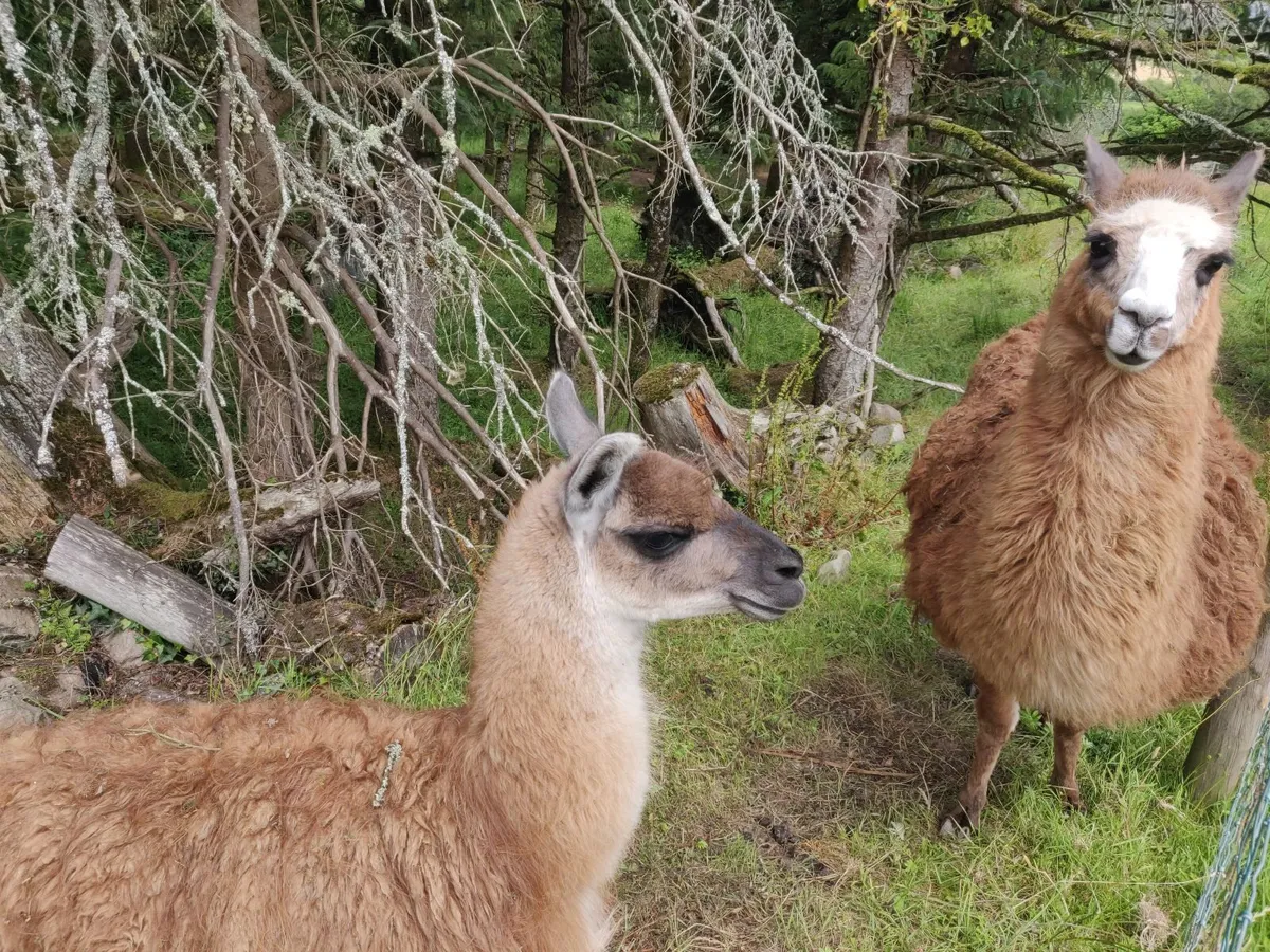 Llama - Image 2