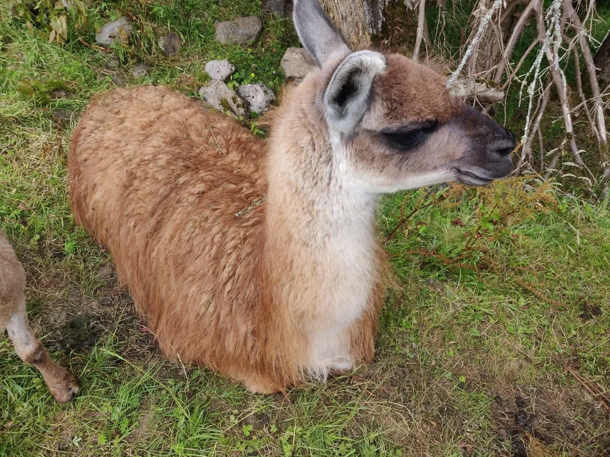 Llama - Image 3