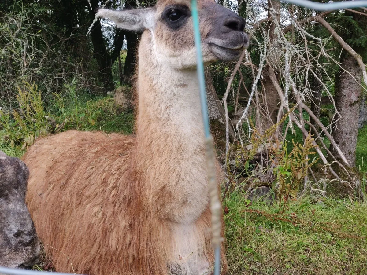 Llama - Image 4