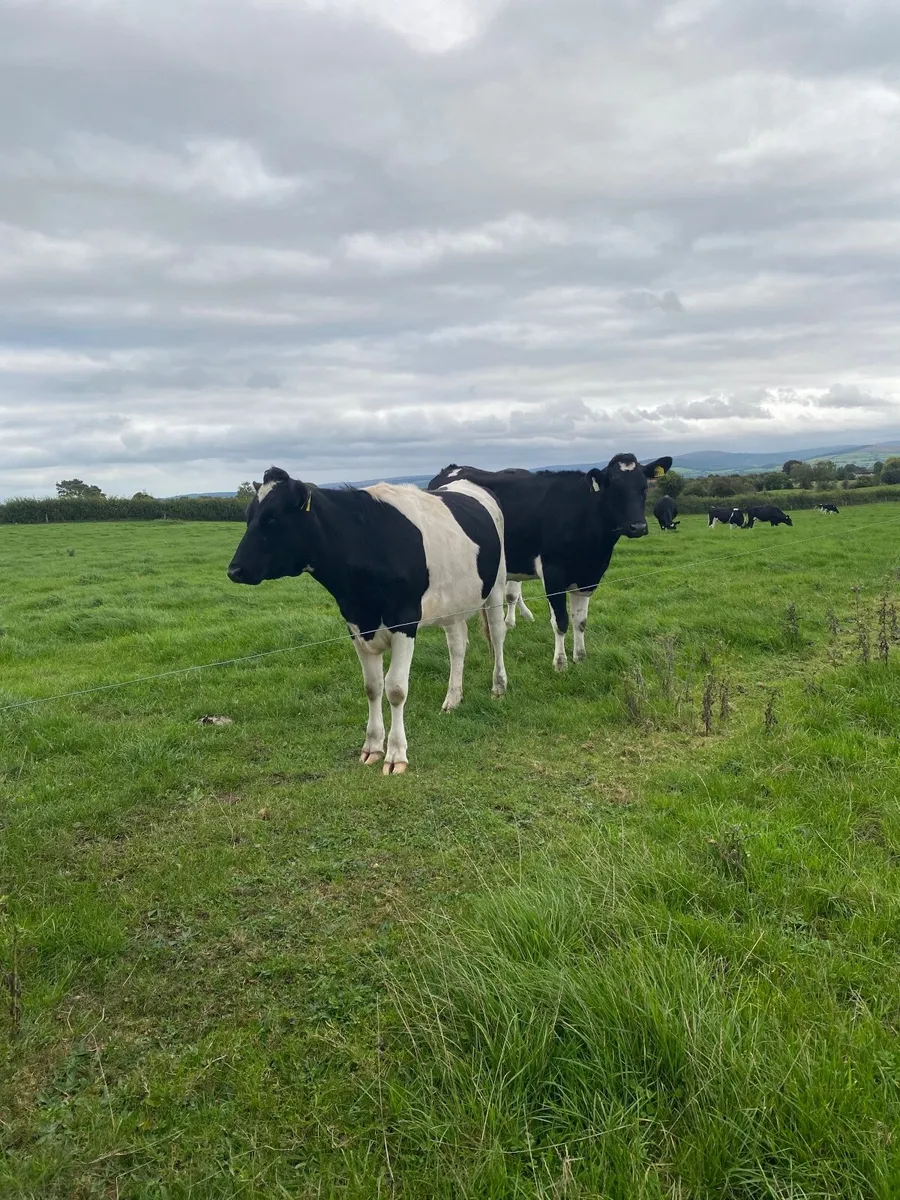 Friesian Heifers