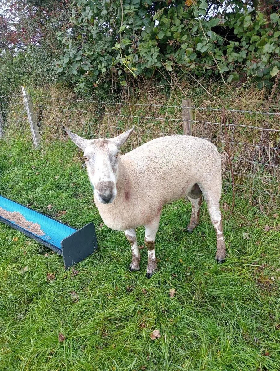 Blue Leicester ram - Image 1