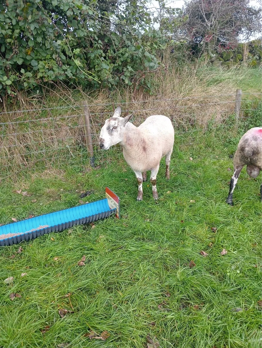 Blue Leicester ram - Image 2