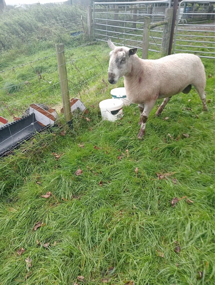 Blue Leicester ram - Image 4