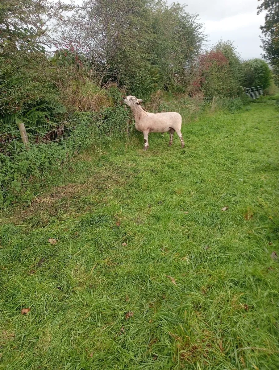 Blue Leicester ram - Image 3