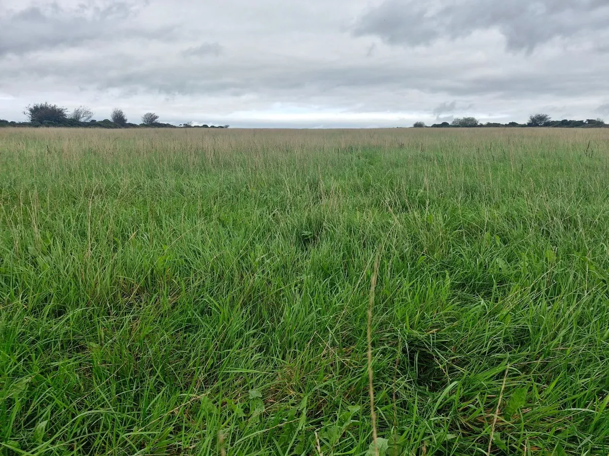 Silage - Image 2