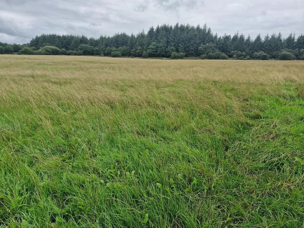 Silage - Image 3