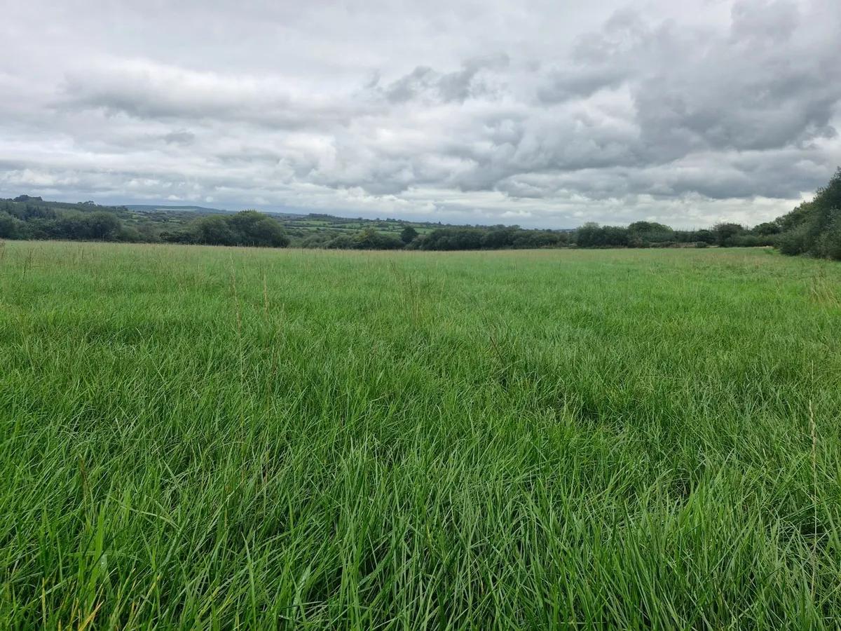 Silage - Image 1