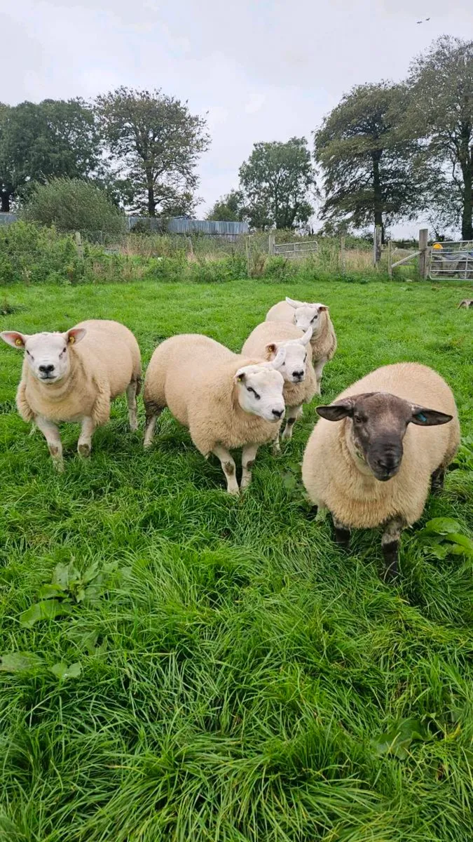 Texel and Suftex rams - Image 2
