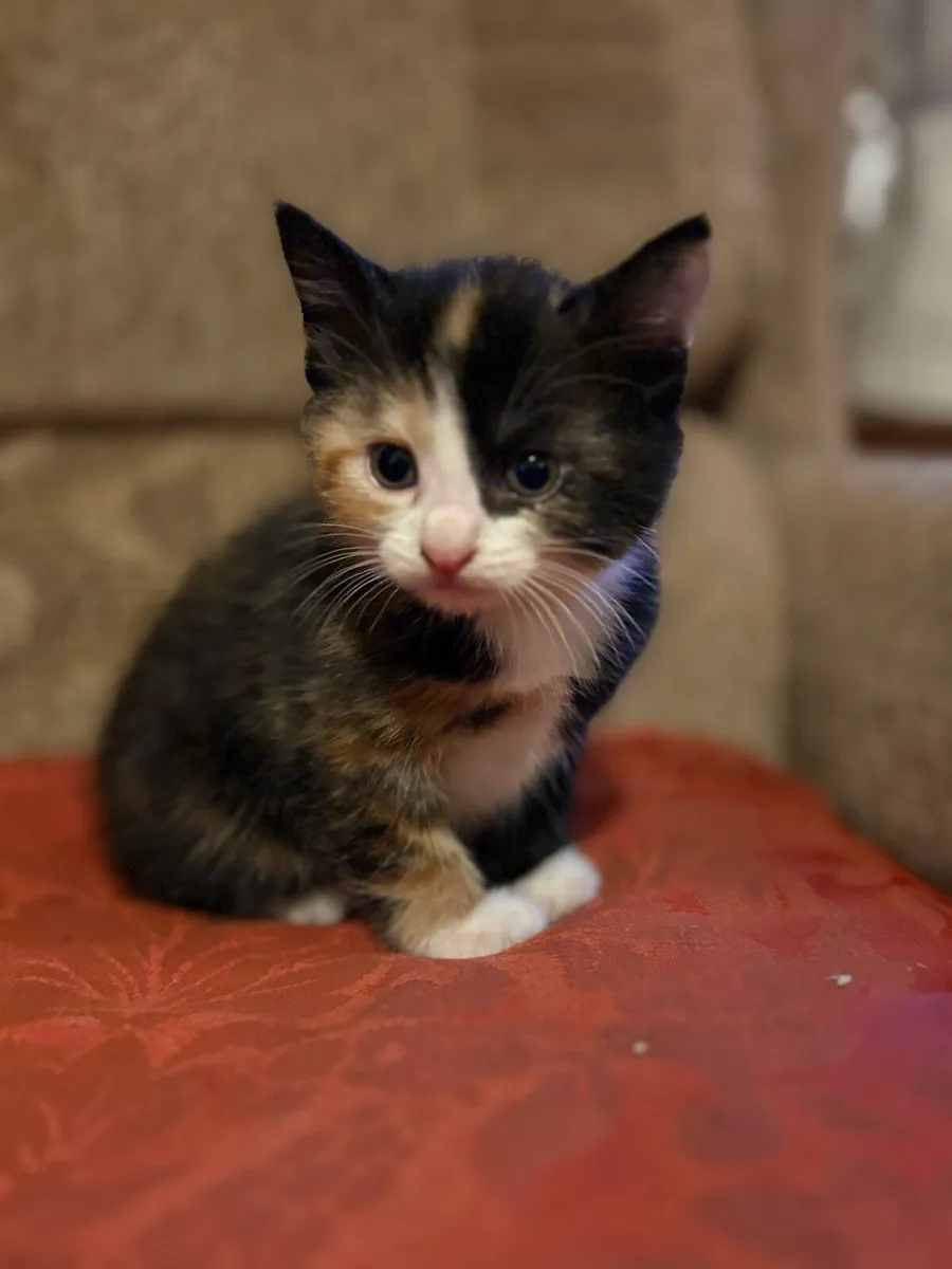 Adorable kittens - Image 2