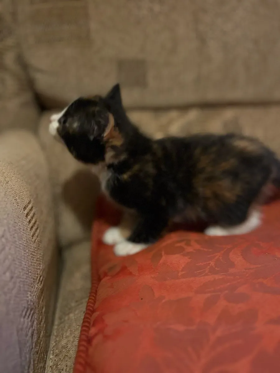 Adorable kittens - Image 3