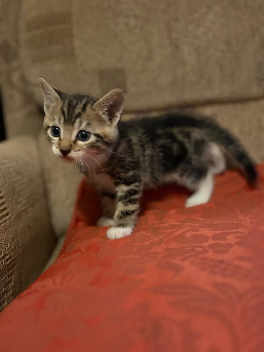 Adorable kittens - Image 4